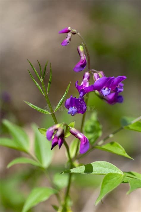 Lathyrus Vernus Wild Purple Violet Flowers In Bloom Springtime