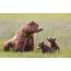 Brown Bear Family Sow Cubs  Photo Blog Niebrugge Images