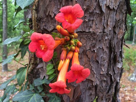 Just Say No to Trumpet Vine - Southern Living