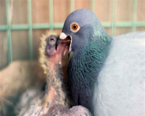 What Do Baby Pigeons Look Like Where Are They 15 Pictures