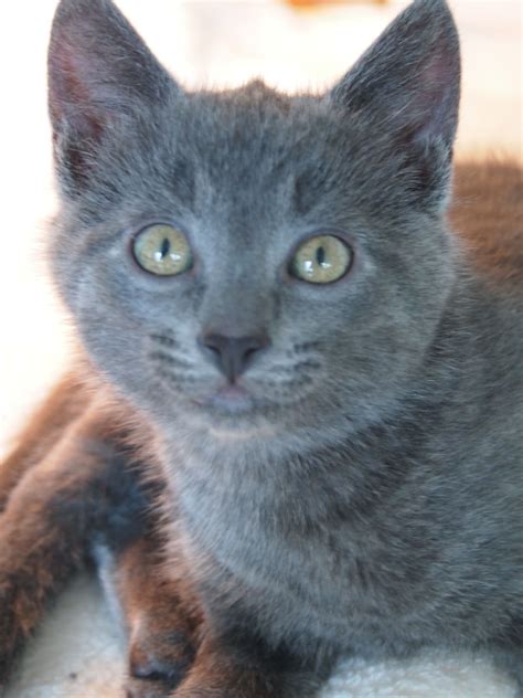 Chartreux Kittens For Adoption