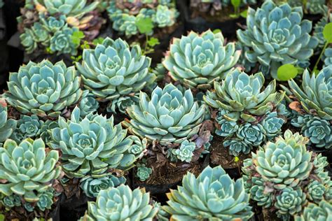 Sempervivum Drought Tolerant Hens And Chicks Ground Cover Plant Seeds