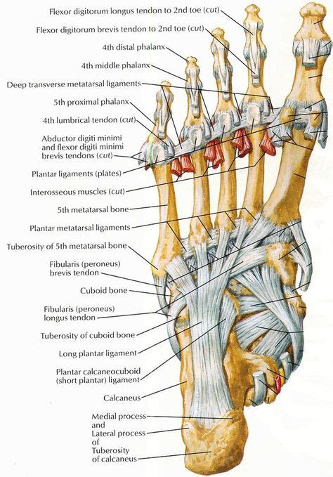 9 ideeën over Anatomie voet anatomie voetreflexologie het menselijk