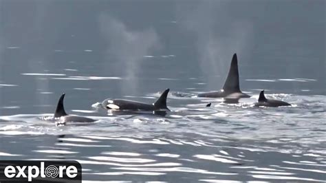 Beautiful Orcas Swimming In British Columbia Youtube