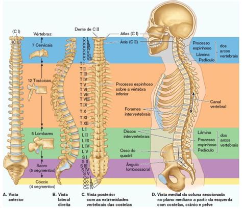 Coluna Vertebral Anatomia Papel E Caneta Como Estudar Anatomia
