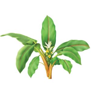 Turmeric Plant Png Transparent Images Free Free Psd Templates Png