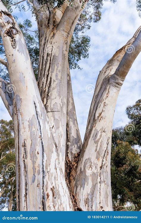 Close Up Of The Large Trunk Of An Eucalyptus Tree Growing In A Park In