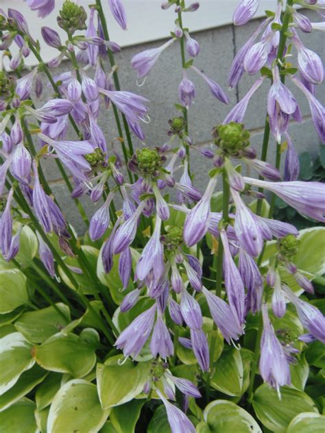 The Secret To Having It All Blooming Hosta