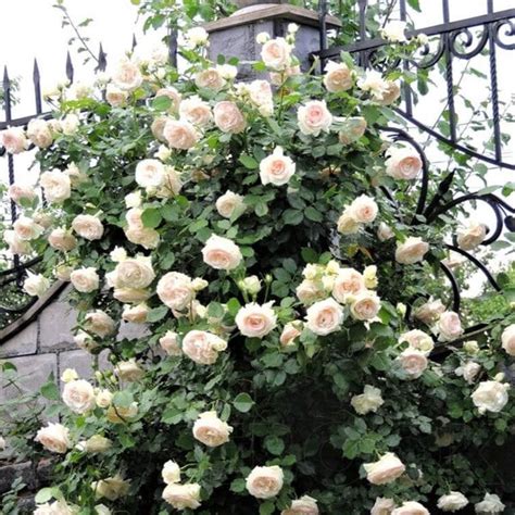 Palais Royal White Eden Rose Climbing Rose Famous Roses World