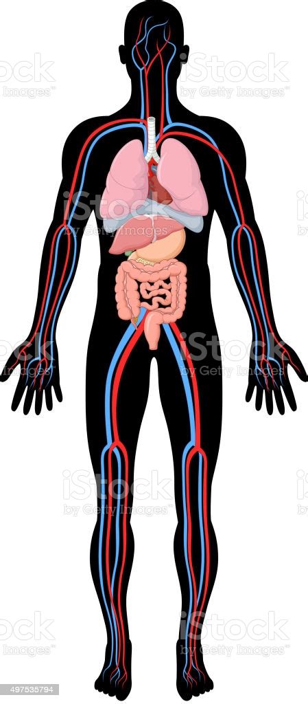 The activities in this manual encourage students to engage with new vocabulary in many ways, including grouping key terms, matching terms to structures, recalling definitions, and written exercises. Cartoon Illustration Of Human Body Anatomy Stock ...