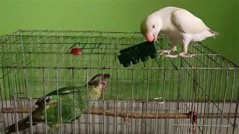 A Beautiful White Talking Parrot Is Playing With Me Youtube