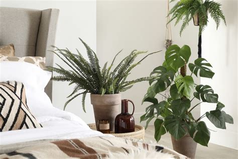 10 Best Bedroom Plants For Better Air Quality And A Beautiful Sleeping Space Real Homes