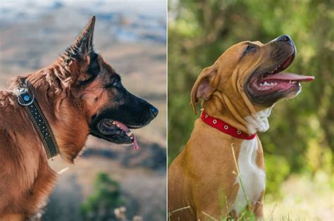 German Shepherd Vs Pitbull Whos The Best Dog