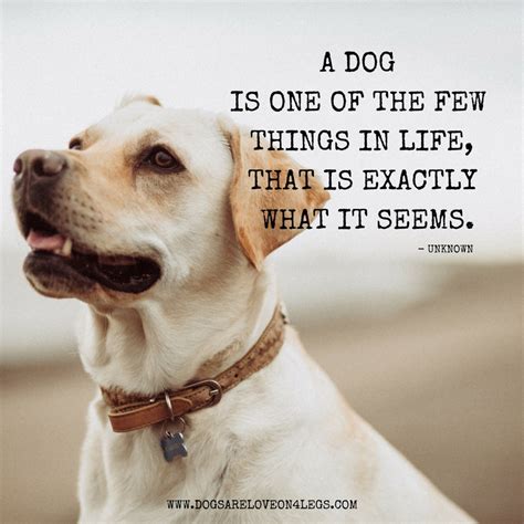 Dog Quote A Dog Is One Of The Few Things Dogs Are Love On 4 Legs