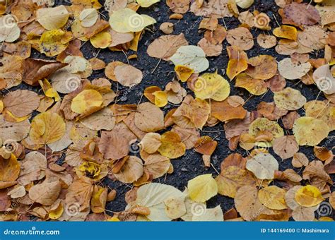 Fallen Ash Tree Autumn Leaves On Background Of Gray Asphalt Stock Photo