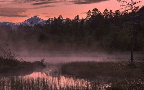 Nature Landscapes Lakes Ponds Rivers Plants Marsh Trees Forest