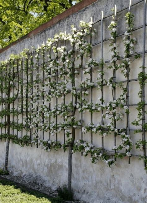 Everything You Need To Know About Espalier Artofit