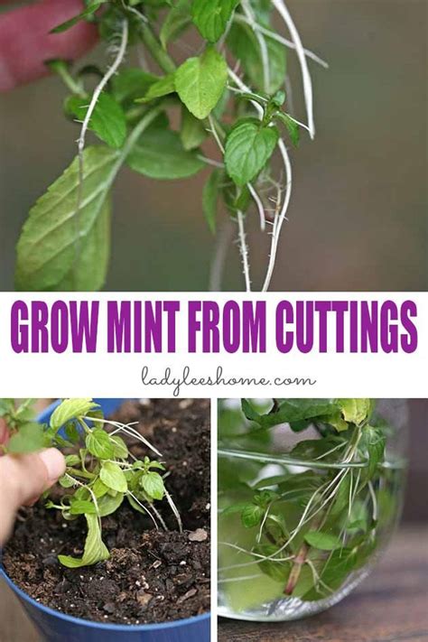 How To Grow Mint From Cuttings Mint Plants Growing Mint Plants