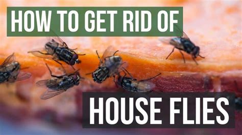 How To Get Rid Of Flies Quickly Inside And Outside