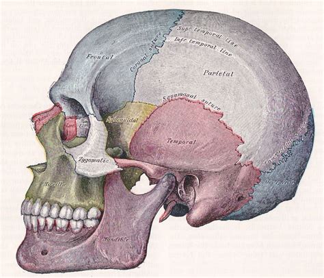 Craniopathic Correction Skull Anatomy Anatomy For Artists Human