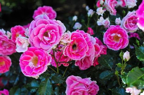 Dark Pink Roses Bloom In A Botanical Garden Stock Photo Image Of