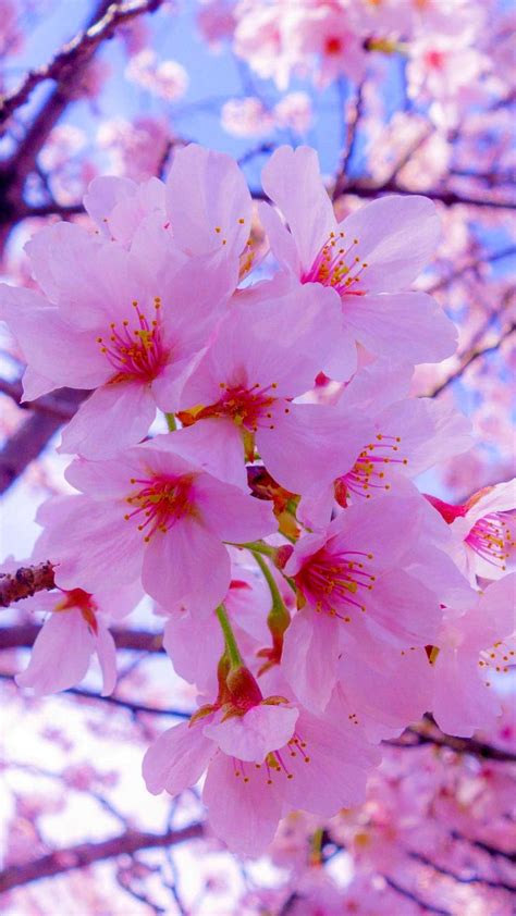 Iphone Lofi Wallpaper Hd Iphone Wallpaper Sakura Flowers Bloom Hd