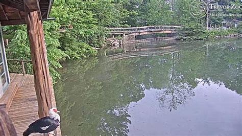 Live Webcam Trevor Zoo Pond Millbrook School Ny Usa