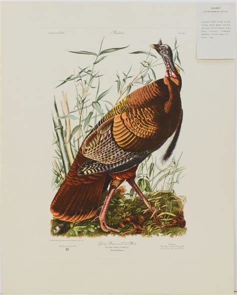 audubon wild turkey acp edition