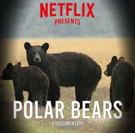 Netflix Polar Bears Documentary Netflix Know Your Meme