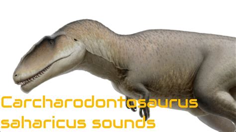 Dinosaur Sound Effects Carcharodontosaurus Saharicus Youtube