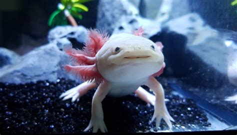 A beautiful baby axolotl, submitted to our photo contest by wilhelm underwood, who sold this axolotl to kendall. Axolotl Tank Set Up & Maintenance - What Else Can Live ...
