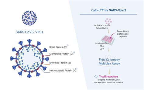 T Cell Testing Is Essential For Sars Cov 2 Vaccine Development