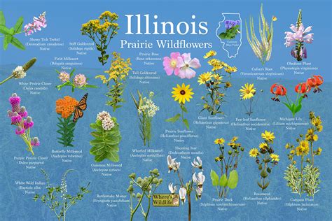 Wildflower Identification Guide for Illinois – Nature Blog Network