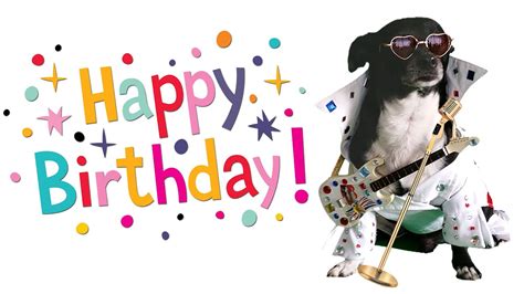 Happy Birthday Song Funny Dog Sings Like Elvis Youtube