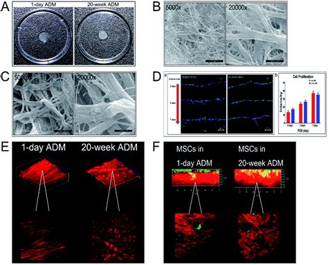 Mscs On An Acellular Dermal Matrix Adm Sourced From Neonatal Mouse