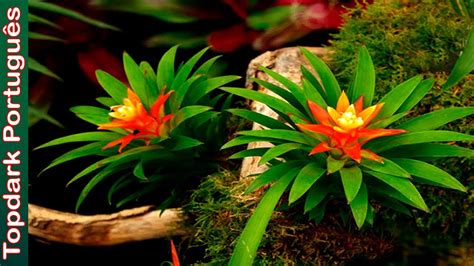 Flora Nativa Do Brasil é Confiável