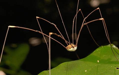Blog Is There A Difference Between Raleighs Daddy Long Legs And Cellar