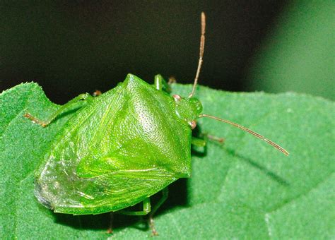Find deals on products in pest control on amazon. Green Potato Bug - Cuspicona simplex