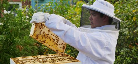 The world honey bee population is dwindling, so if you aspire to be a backyard beekeeper, now's the time. Backyard Beekeeping: Easier (and safer) than you think ...