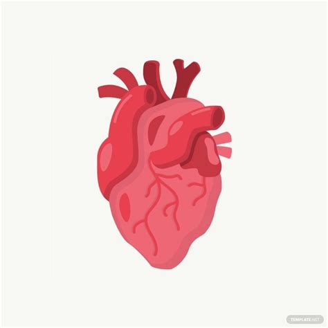 Human Heart Vector In Illustrator Svg  Eps Png Download