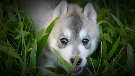 Baby Wolf Wallpaper 60 Pictures