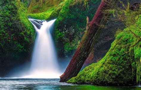 Обои река водопад мох Орегон бревно Oregon Columbia River Gorge