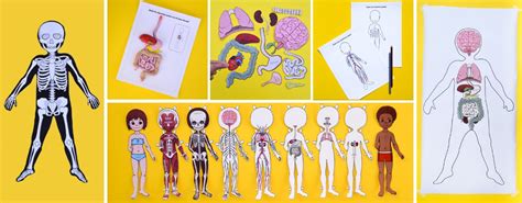Life Size Printable Human Skeleton For Kids