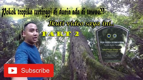Pokok hutan tropika tertinggi dunia ditemui di sabah. perjalanan ke taman bukit tawau/pokok tropika tertinggi di ...
