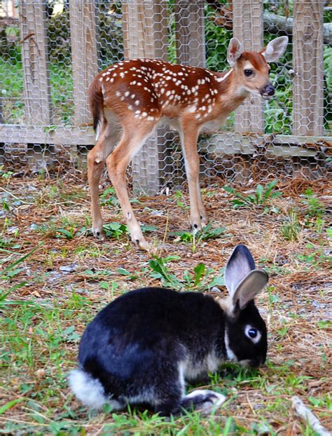 Deer And Rabbit Stock By Daftopia On Deviantart