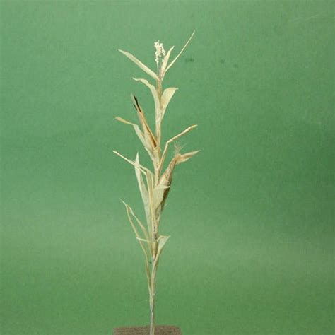 Step By Step Guide To Make Scale Miniature Corn Stalks