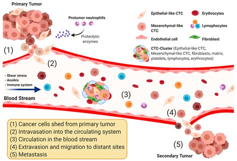 Cancers Free Full Text Circulating Tumor Cell Detection