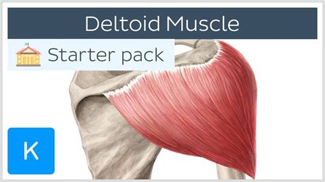 Deltoid Muscle Origin Insertion And Action Human Anatomy Kenhub
