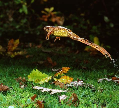 common frog leaping photo wp02822