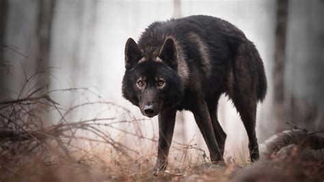 Wallpaper Black Wolf Look At You Forest 1920x1200 Hd Picture Image